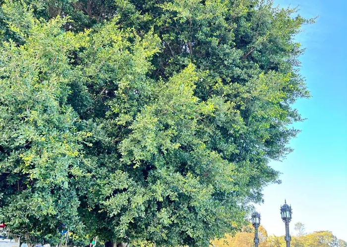 Coqueto En El Centro De * Cadiz